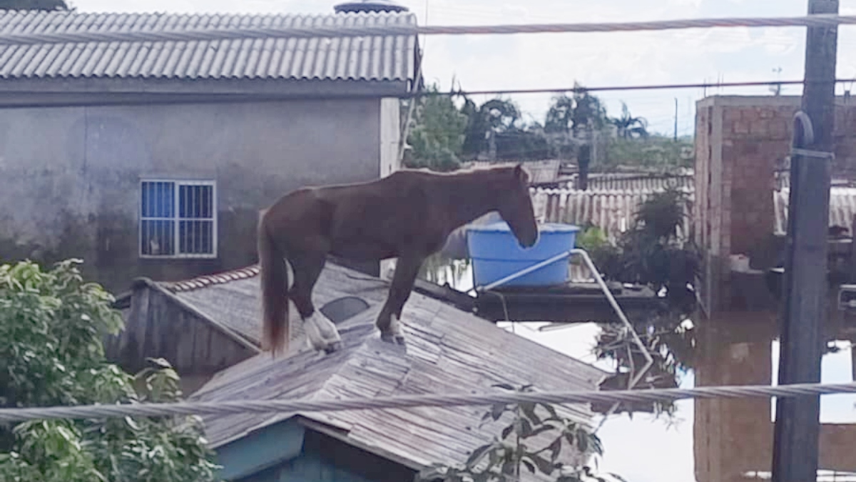 Cavalo caramelo: animal ilhado no Rio Grande do Sul será resgatado