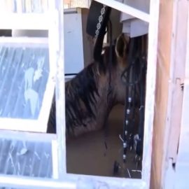 Cavalo morre após ficar preso em casa no Rio Grande do Sul