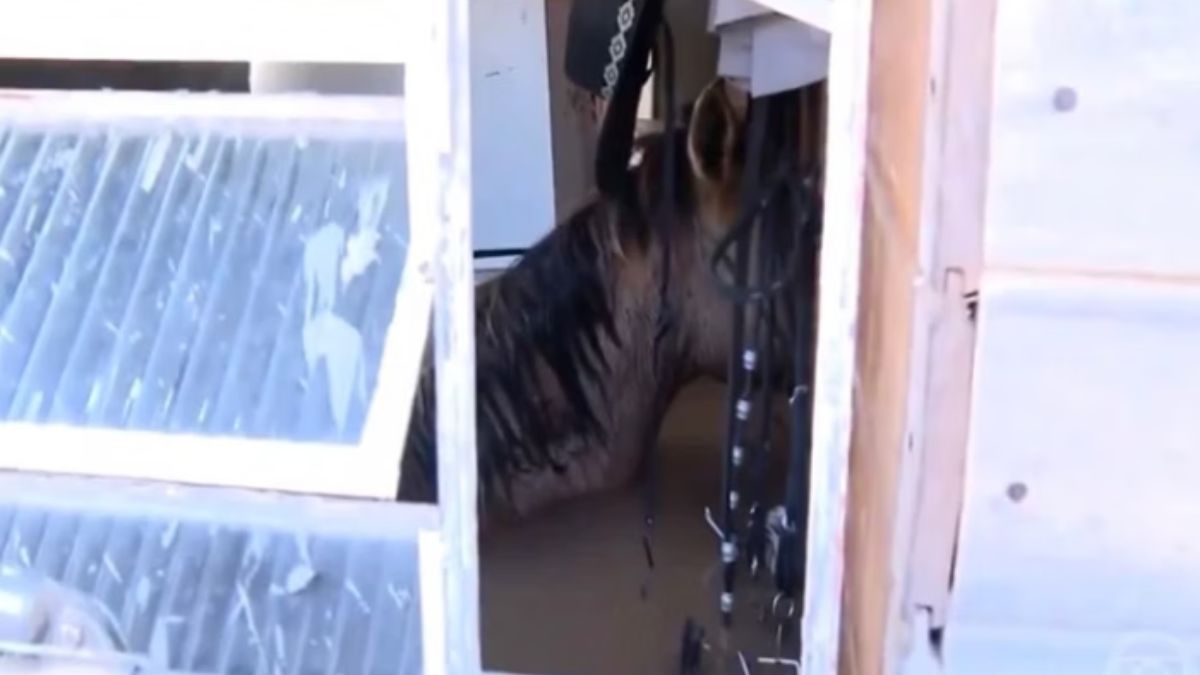 Cavalo morre após ficar preso em casa no Rio Grande do Sul