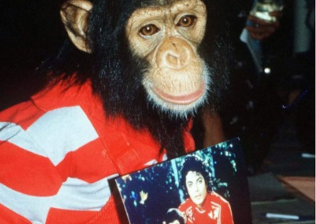 Bubbles, chimpanzé de Michael Jackson