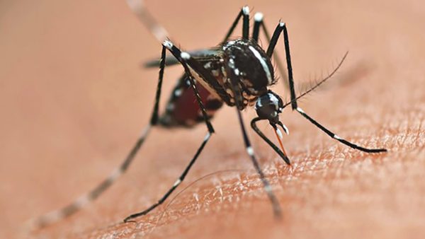 vacina contra a dengue Paraná