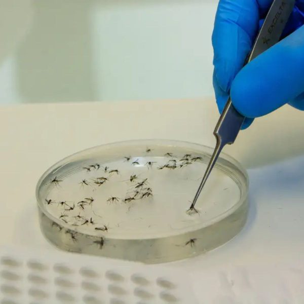 Maringá chega a 1.755 casos confirmados de dengue; veja detalhes