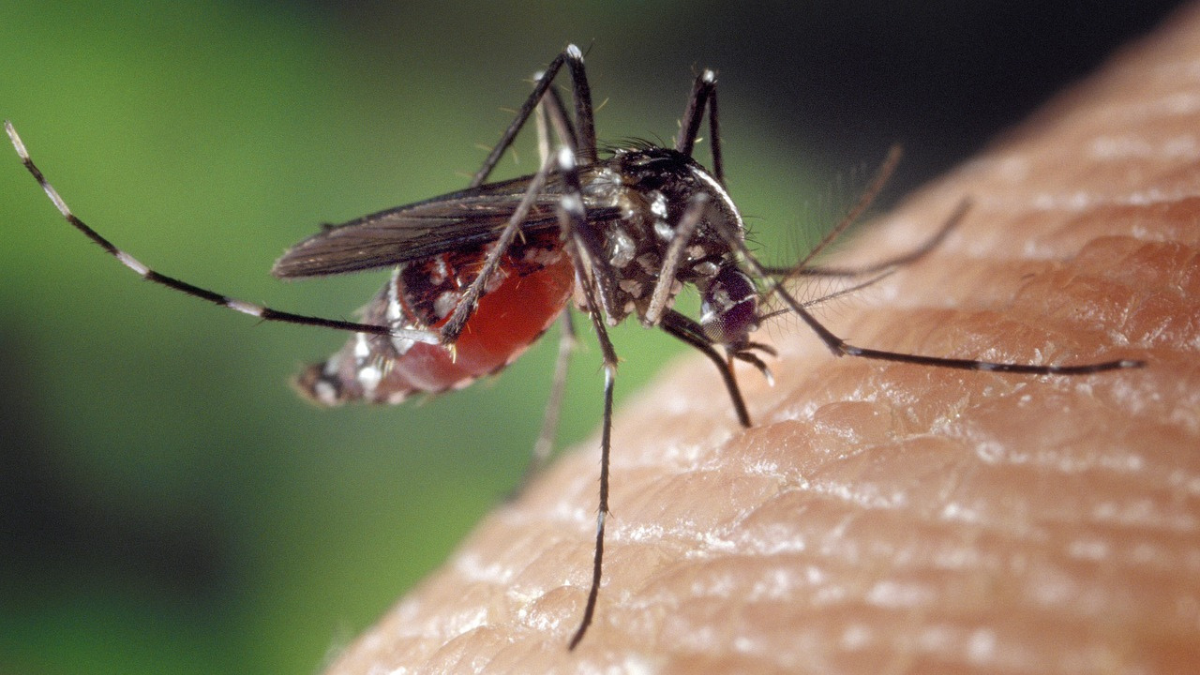 Saúde confirma mais 42 mortes e 32,8 mil casos de dengue no Paraná