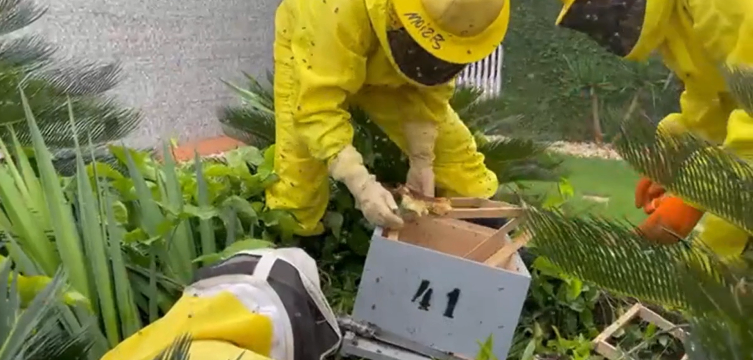 Mais de 40 mil abelhas são retiradas de uma casa em Cascavel