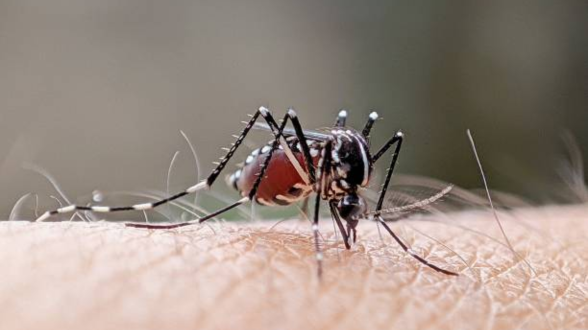 Novos casos de dengue em Curitiba chegam a 702 desde último boletim