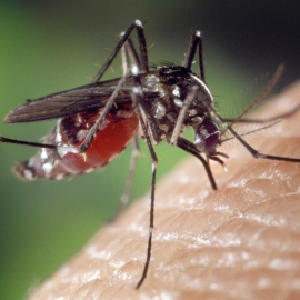 Saúde confirma mais 42 mortes e 32,8 mil casos de dengue no Paraná