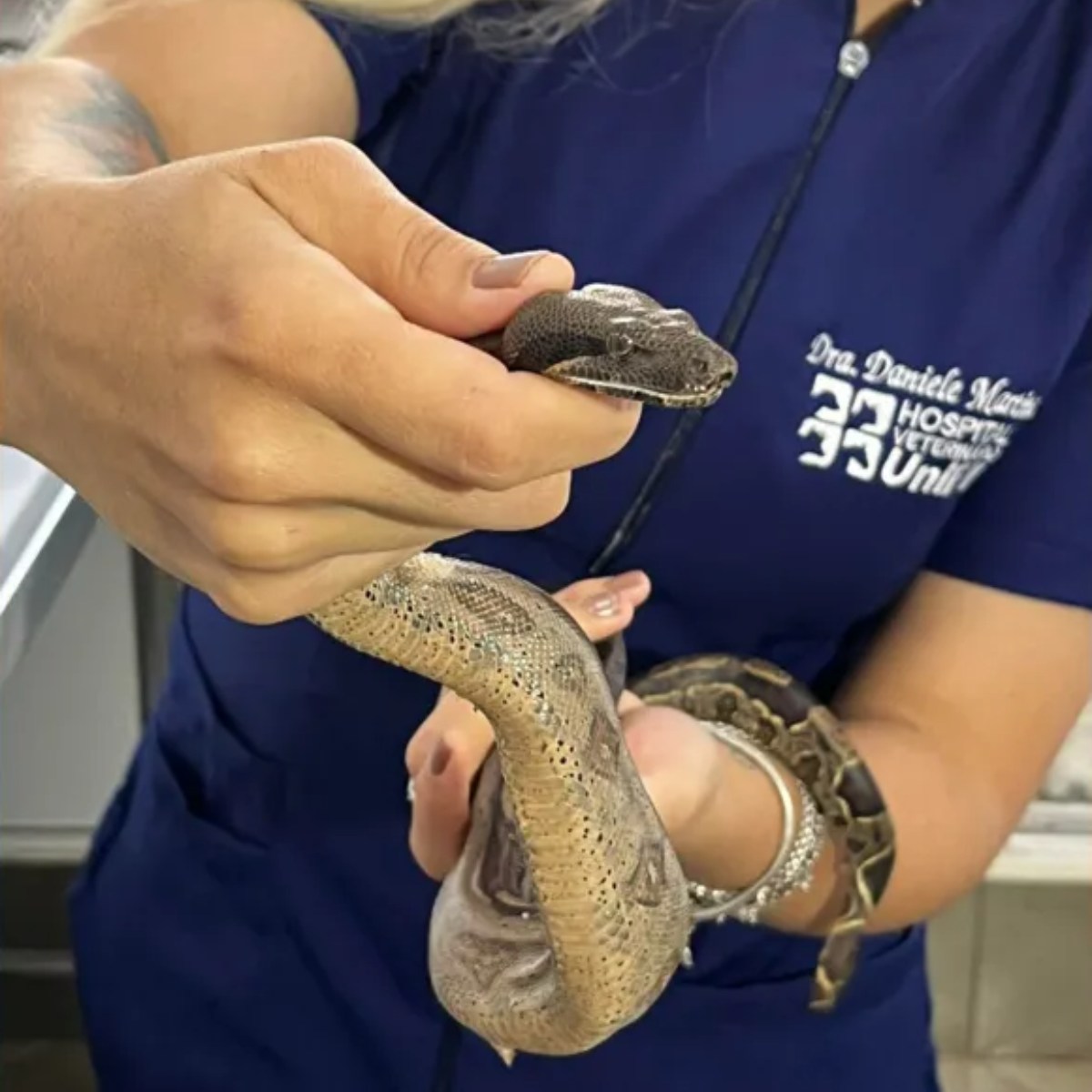 Jiboia encontrada em caminhão está em Londrina