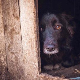 Polícia Civil busca informações para solucionar possíveis envenenamentos contra cães