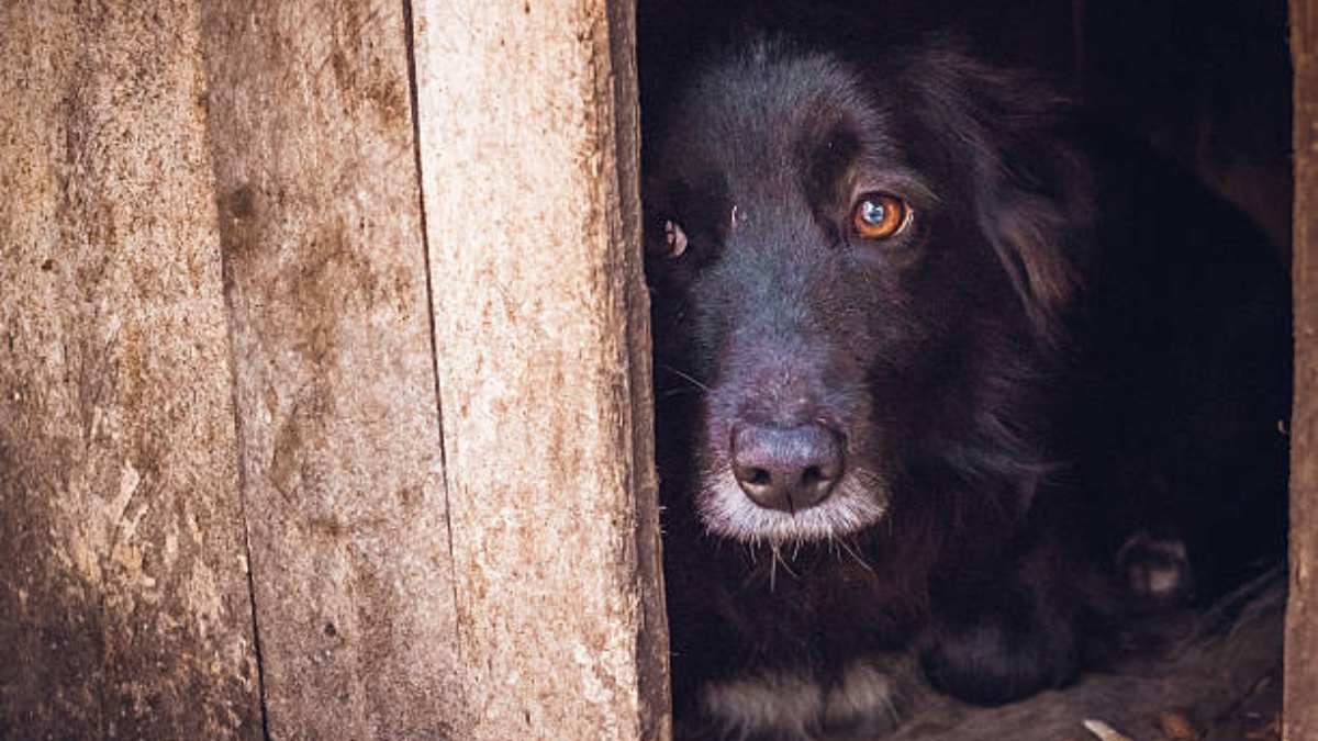 "Maníaco das cachorras" é preso após cometer zoofilia em Santa Catarina