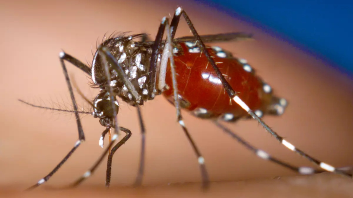 Curitiba registra quase 7 mil casos de dengue