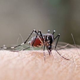 Novos casos de dengue em Curitiba chegam a 702 desde último boletim