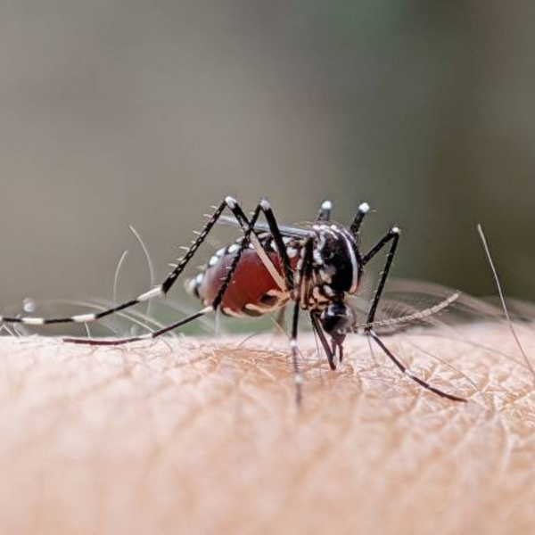 Mutirão de combate à dengue acontece em municípios do Paraná