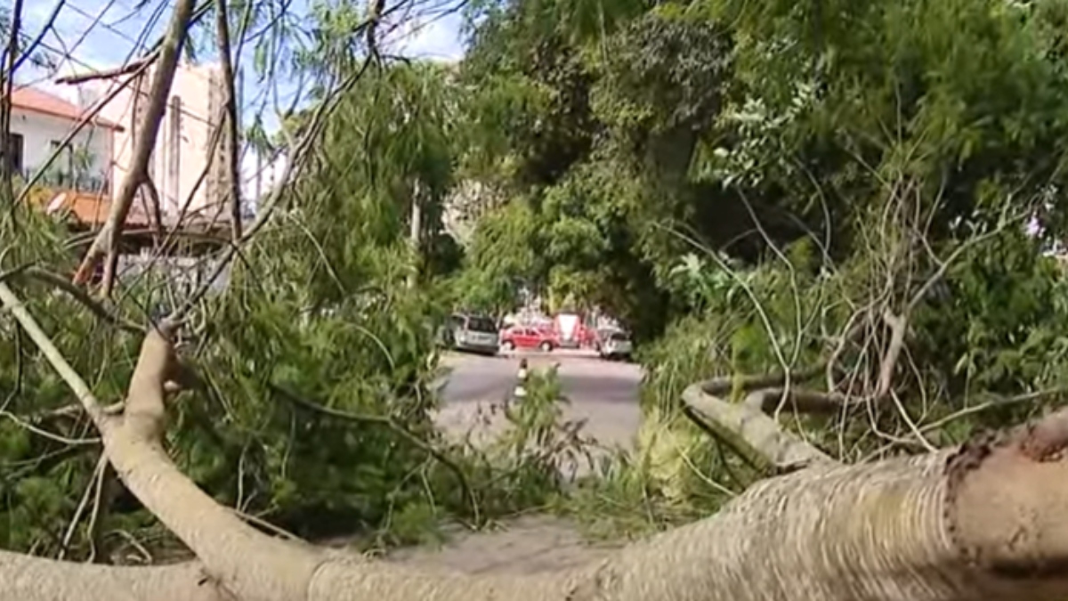 Queda de galho de árvore interdita rua em Curitiba