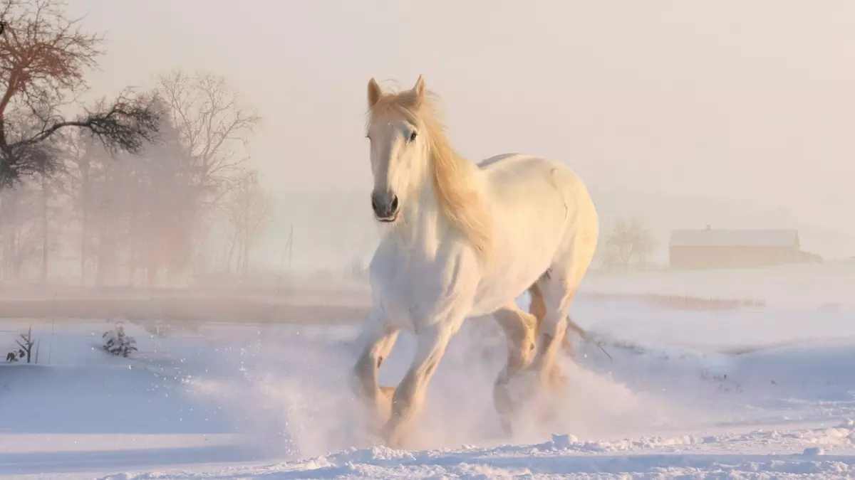 Sonhar com cavalo: saiba o que significa