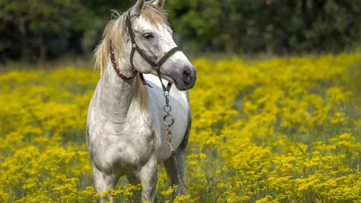 Sonhar com cavalo: saiba o que significa