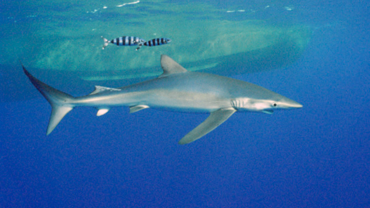 tubarões de mais de dois metros encontrados em lagoa de portugal