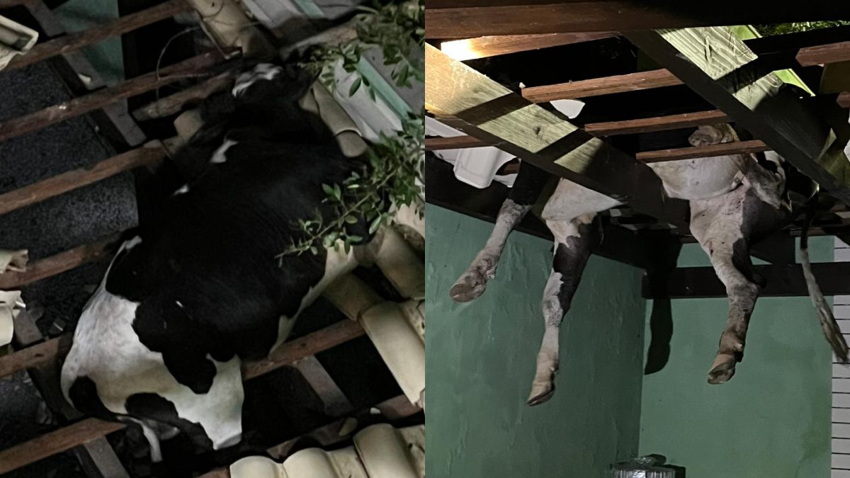 Vaca fica presa em telhado de forma misteriosa e é resgatada em SC