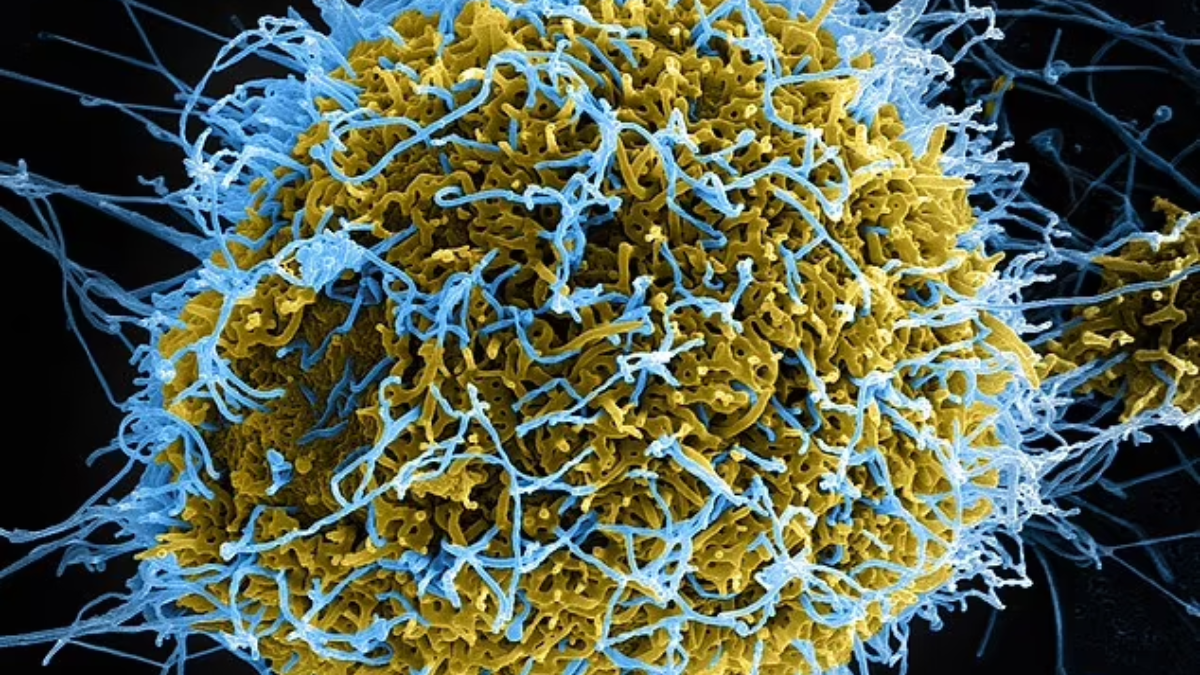 vírus mutante do ebola é criado em laboratório por cientistas chineses
