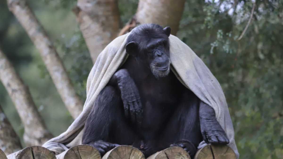 Animais do Zoológico de Curitiba recebem cuidados especias com a chegada do frio