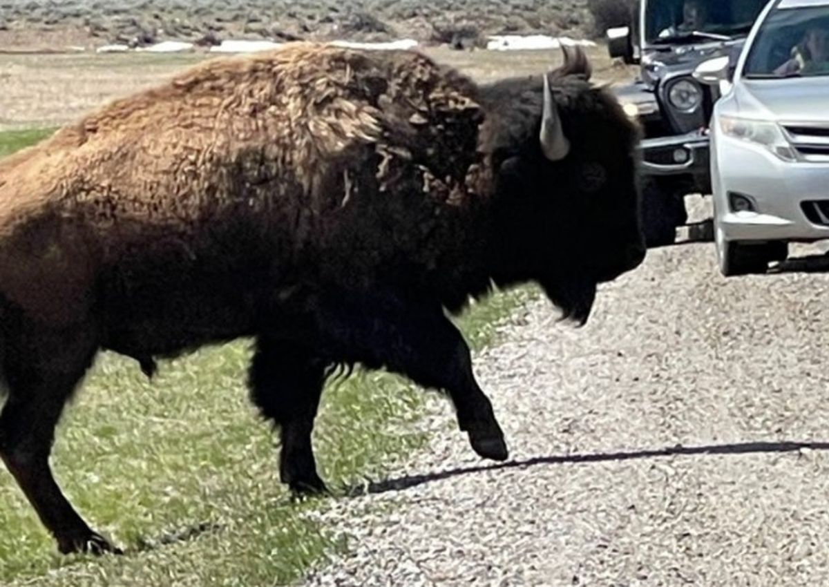 Bisão no Parque Nacional de Yellowstone