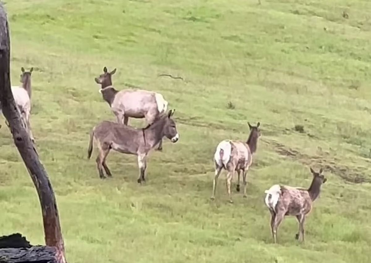 Burro líder de veados