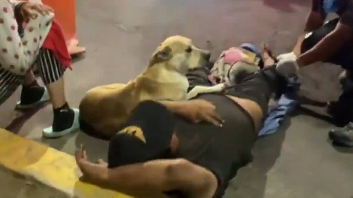 Cachorro acompanha dono atropelado e comove a internet; veja o vídeo