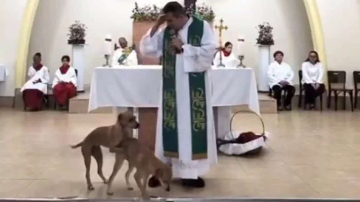 Vídeo de cachorros caramelo cruzando no altar de igreja viraliza