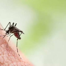 São registrados novos 17.768 casos de dengue no Paraná