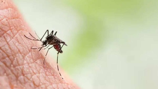 Casos prováveis de dengue no Brasil ultrapassam 5 milhões