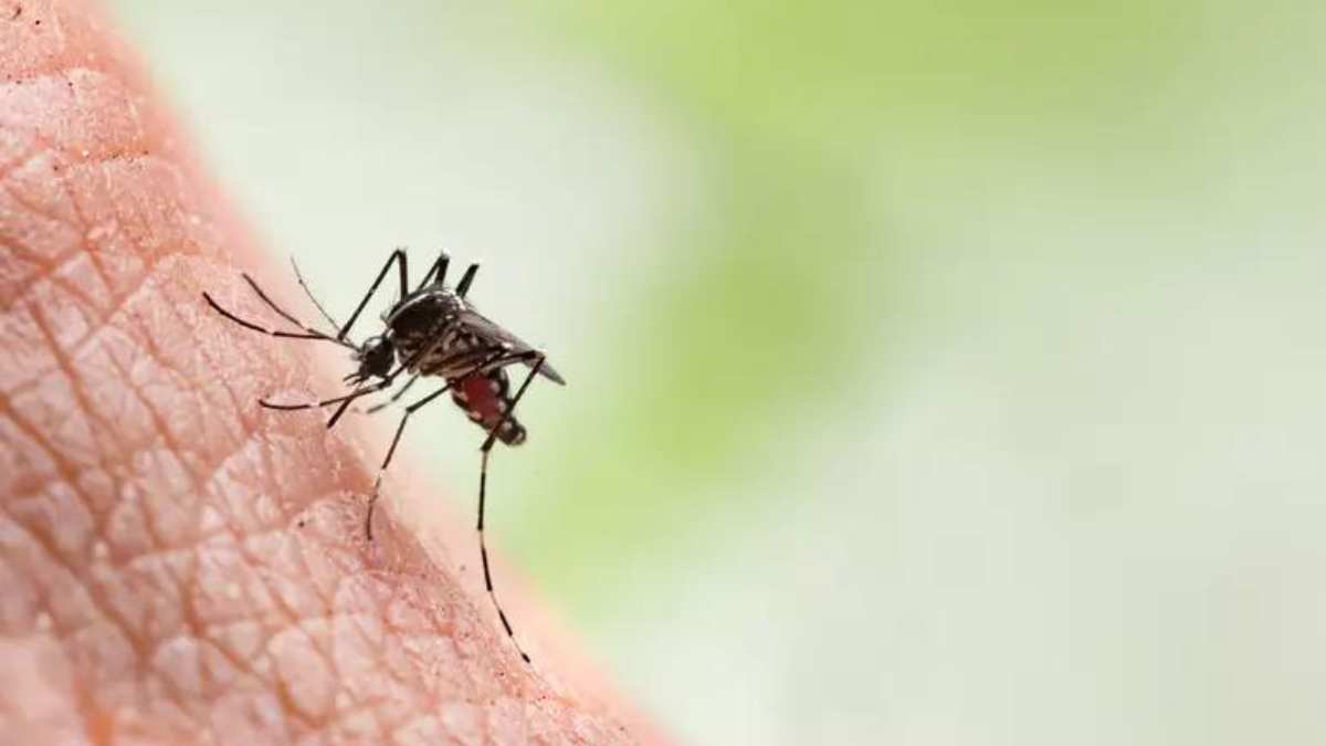 São registrados novos 17.768 casos de dengue no Paraná