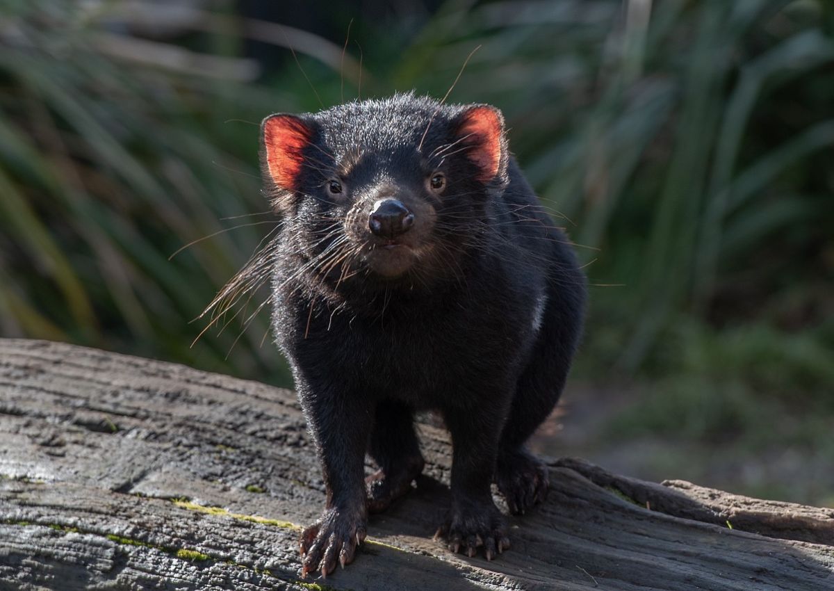 Diabo-da-tasmânia (IA ajudará cientistas a evitar extinção)