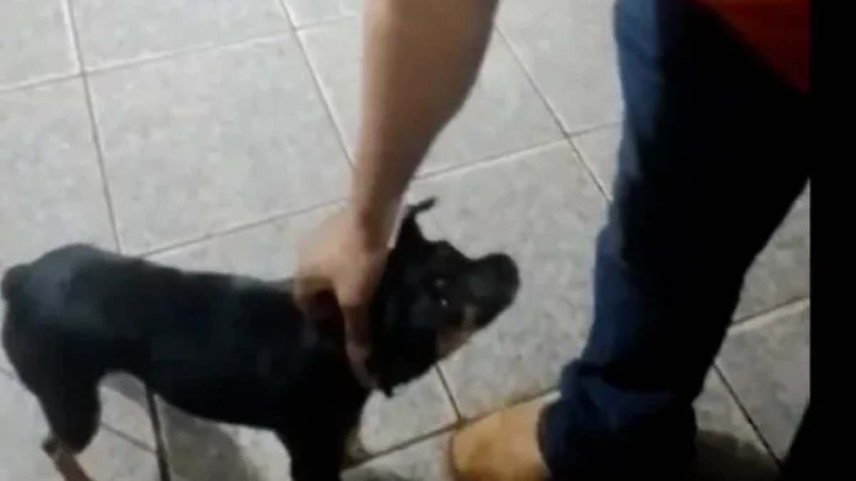 Homem arremessa cachorro em tutor durante briga de bar no Paraná; assista