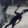 Outro cachorro foi agredido com uma barra de ferro