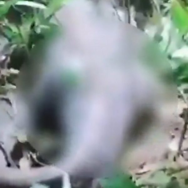 Vídeo mostra gato preso por tuto em pote de vidro