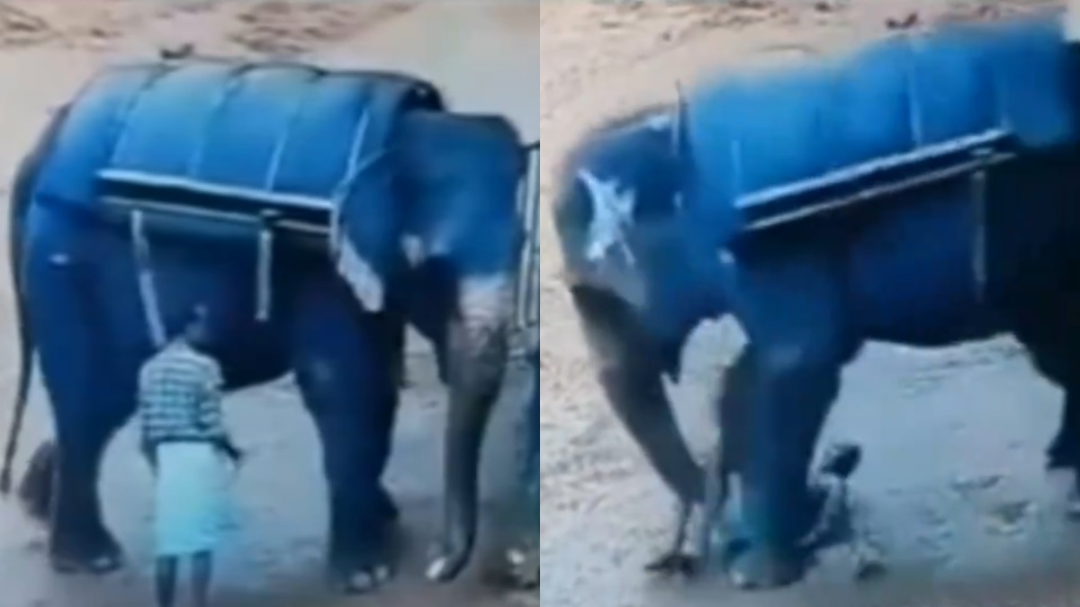 Treinador morre pisoteado por elefante após bater em animal; vídeo