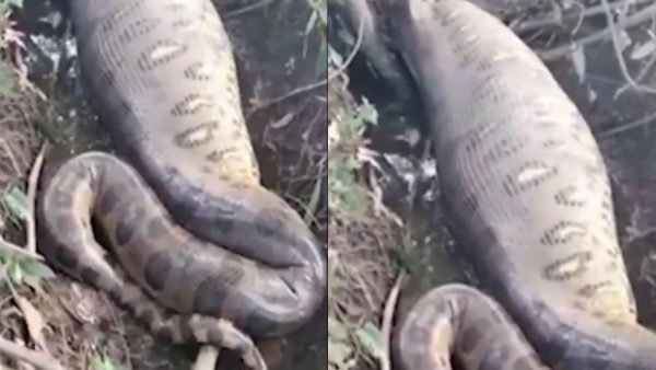 Hipopótamo de Pablo Escobar morre atropelado na Colômbia