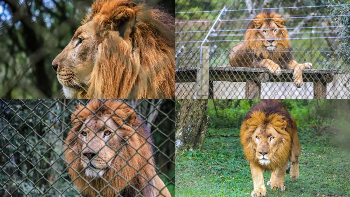 O zoo de Curitiba conta com aproximadamente 165 recintos