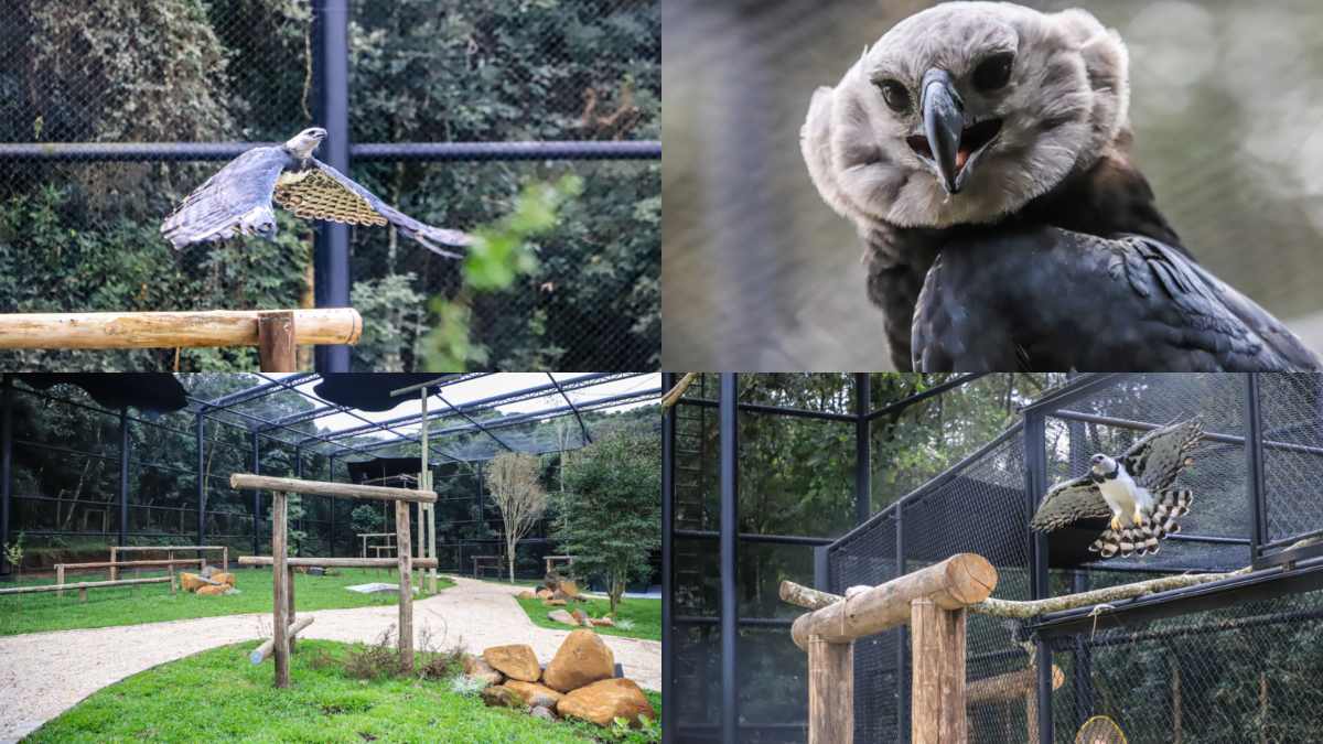 As aves do zoo de curitiba ganharam um recinto de 1.500 metros