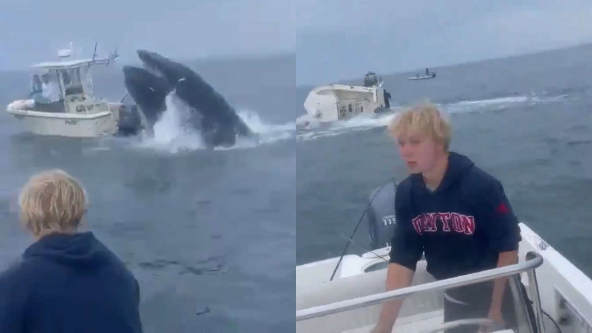 Baleia-jubarte salta e vira barco de pesca em alto mar; vídeo