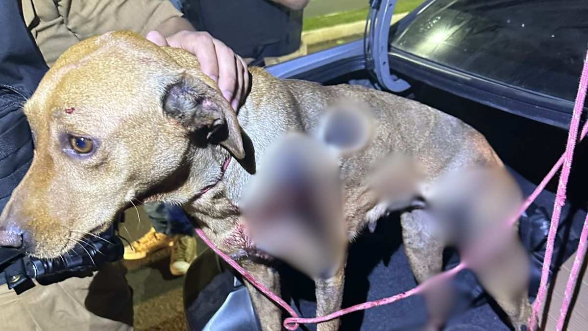 Cachorro é arrastado por carro em avenida movimentada em Maringá; assista