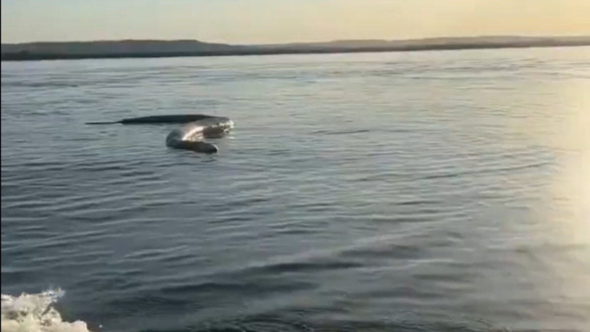 Homem grava cobra gigante boiando em lago: “Para quem gosta de banhar”