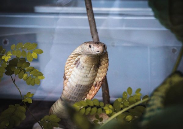 Cobra cascavel é capturada em pátio de campus de universidade no Paraná; vídeo