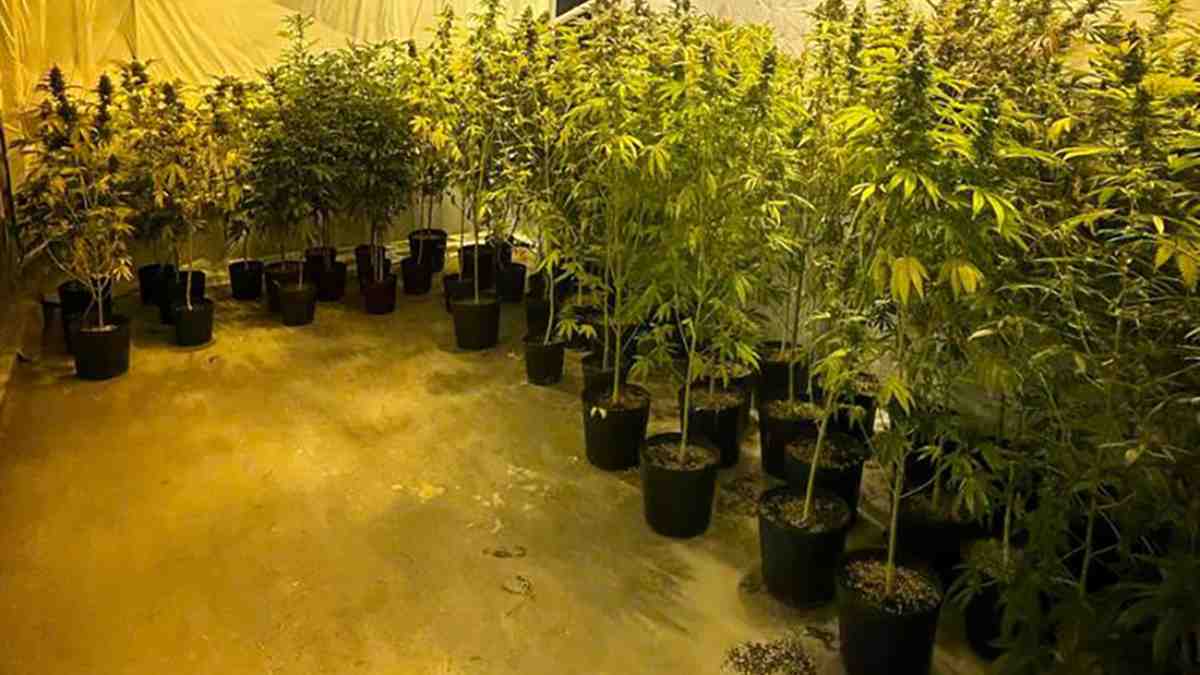 Estufa com 501 pés de maconha é localizada na Grande Curitiba