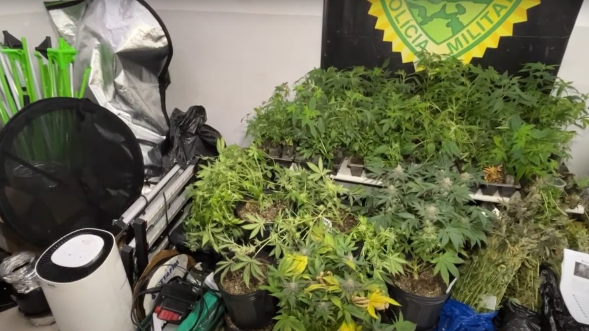 Estufa de maconha é descoberta pela PM em apartamento na área nobre de Curitiba