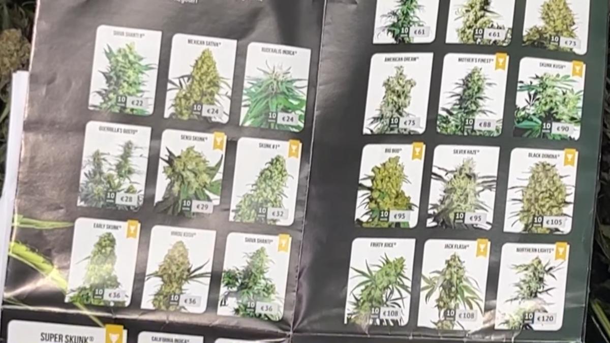 Estufa de maconha é descoberta pela PM em apartamento na área nobre de Curitiba
