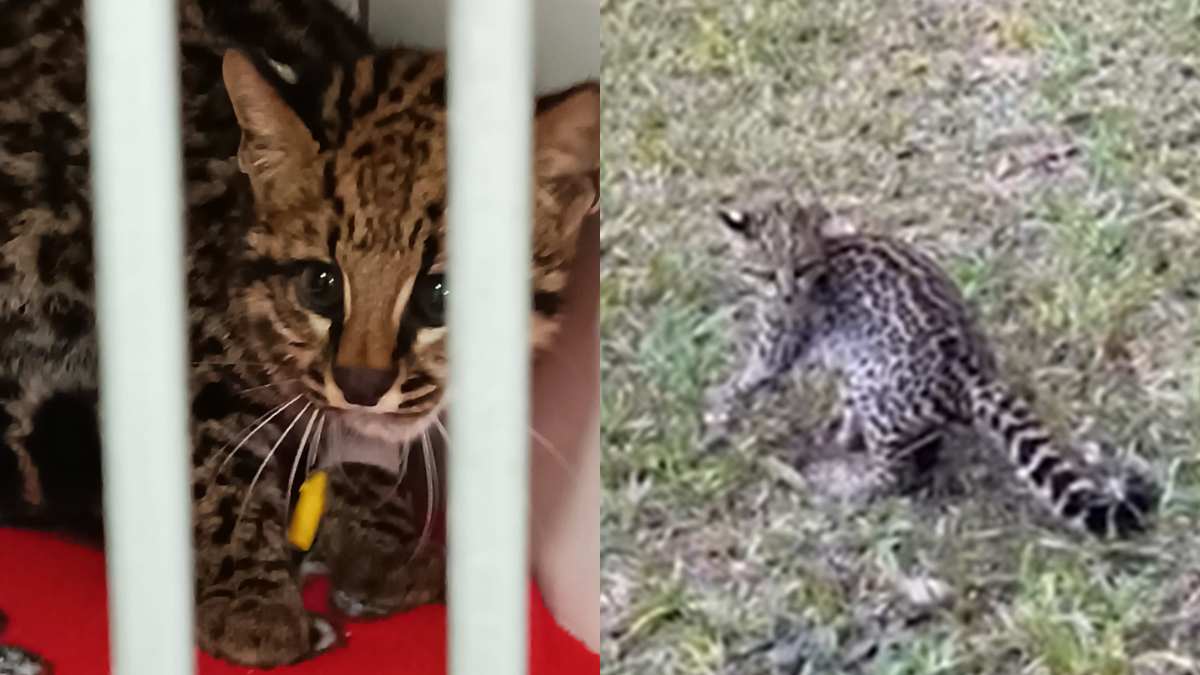 Gato-do-mato-pequeno resgatado é devolvido à natureza; veja o vídeo