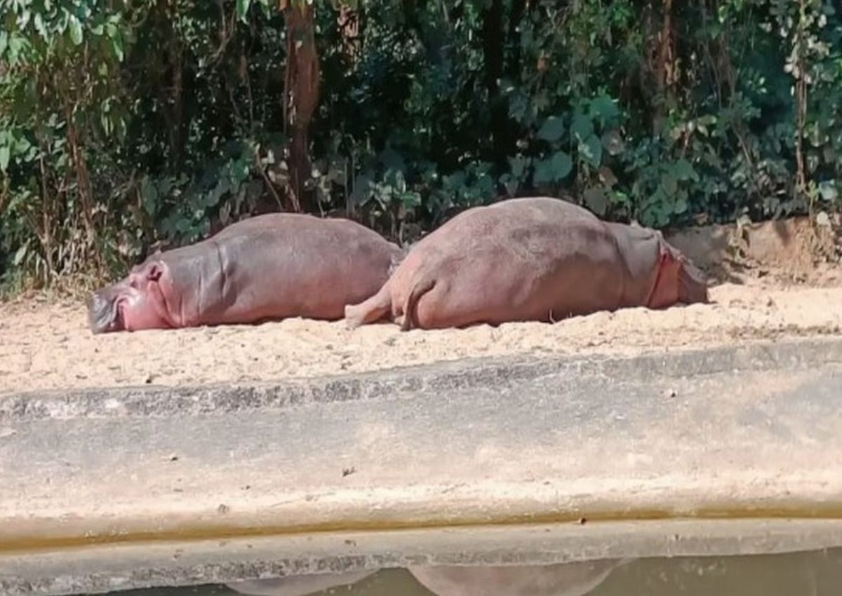 Hipopótamos no Parque Biológico Bhagwan de Birsa - hipopótamo 