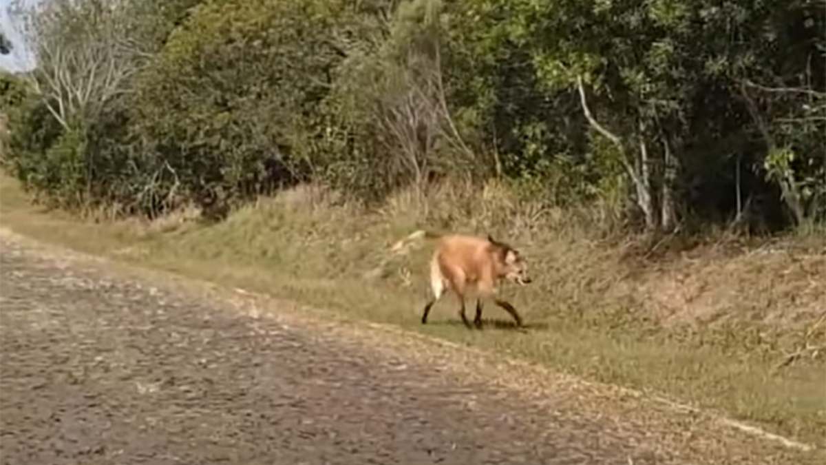 Lobo-guará é visto no Parque Vila Velha, em Ponta Grossa; veja o vídeo