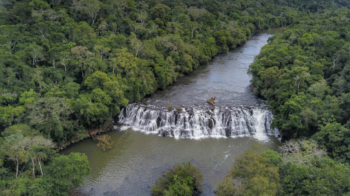 Mata ciliar aumenta no Paraná devido plantio de mudas