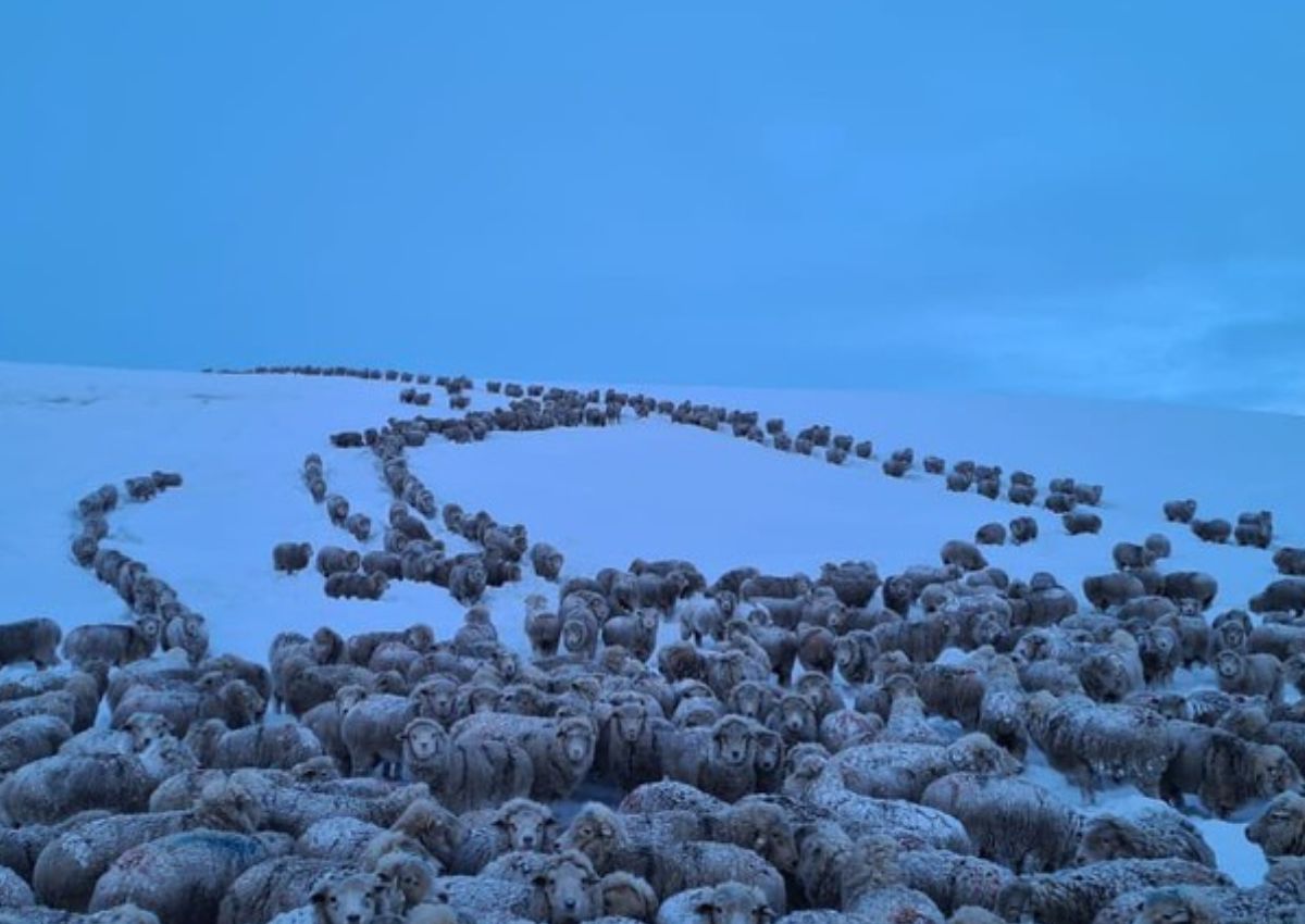 Frio na Patagônia congela animais